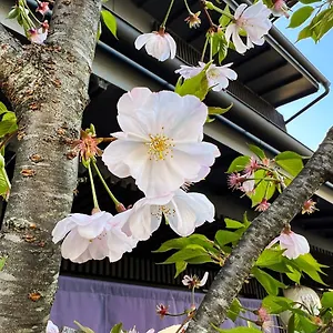 Aparthotel Rinn Kamiebisu, Kyoto